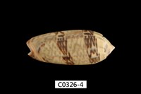 藏品(錦綢榧螺)的圖片